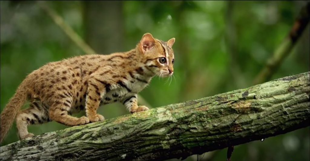 Nacen 2 Crías De Gato Salvaje Y Da Esperanzas A Una Especie Casi