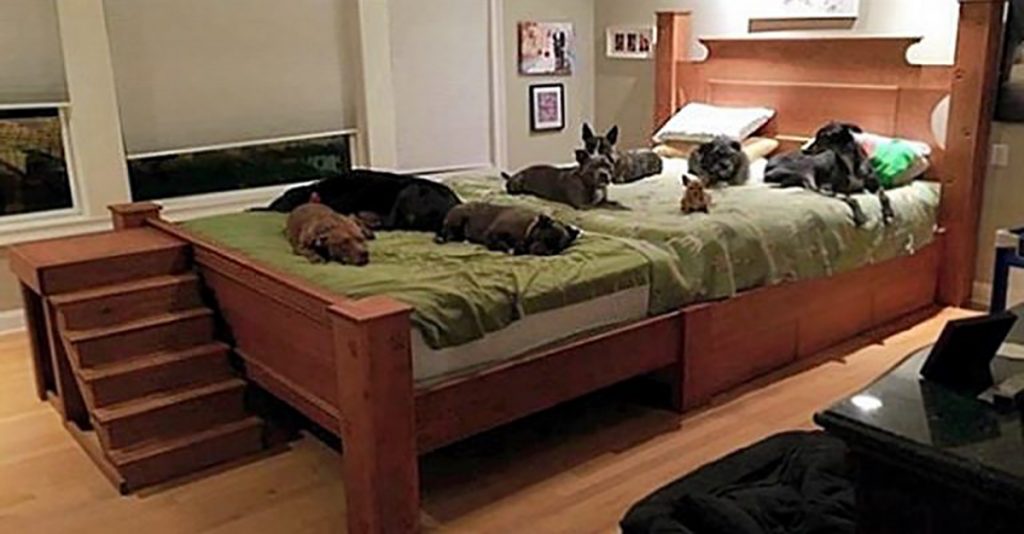 Construyeron Una Cama Extra Grande Para Dormir Junto A Sus Perritos Rescatados Circulo Social