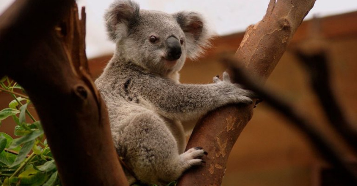 Como Se Dice Koala En Inglés