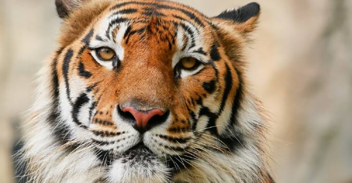 Sólo Quedan 200 Ejemplares Del Tigre De Malasia, Especie Que Podría